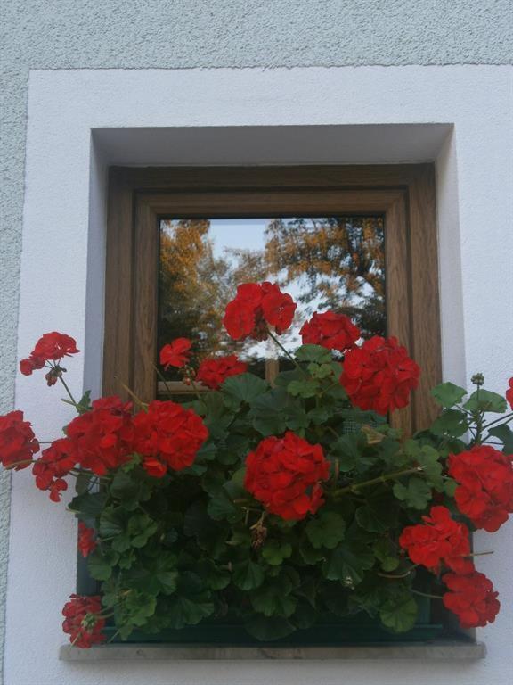 Haus Schober Apartamento Windischgarsten Exterior foto